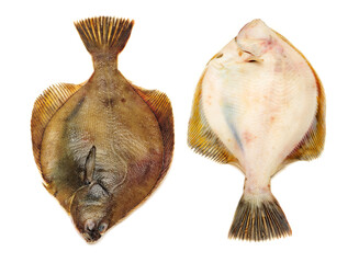 Obraz premium Psetta maxima (Turbot Fish) isolated on white background 