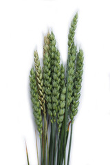 Green wheat plants with seeds isolated on white background. Triticum aestivum
