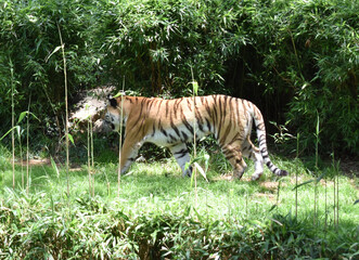 Tiger pacing in its enclosure at the National Zoo, Washington, DC