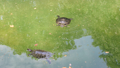 Turtles in a pond at the National Zoo, Washington, DC