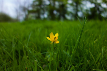 Meadow Buttercup (Ranunculus acris) flower isolated on a natural green background