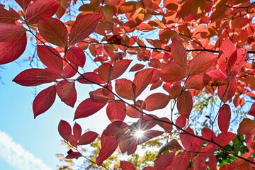 きれいに色づいた紅葉と光条のコラボ情景＠角館、秋田
