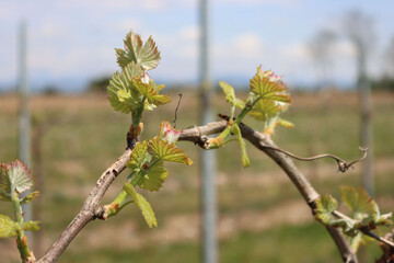 Close-up of young fresh Vine plants growing in the vineyard in countryside on a sunny day. Vitis vinifera cultivation 