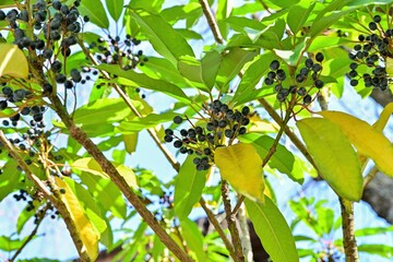 色づき始めたユズリハの黄葉と黒い実のコラボ＠角館、秋田