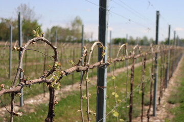 Young Vine plants growing in the vineyard in countryside on a sunny day. Vitis vinifera cultivation 