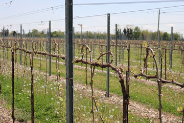 Young Vine plants growing in the vineyard in countryside on a sunny day. Vitis vinifera cultivation 