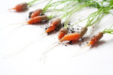 carrots with soil and green leaves on white