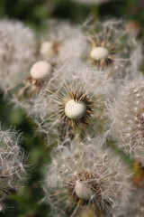 Close-up of many white dandelions with seeds in the meadow in springtime. Taraxacum