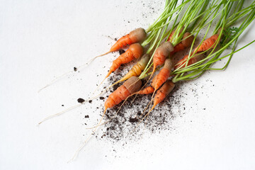 carrots with soil and green leaves on white