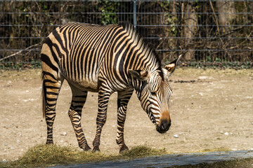 Hartmann's Mountain Zebra, Equus zebra hartmannae. An endangered zebra