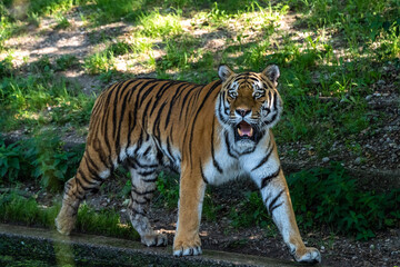 The Siberian tiger,Panthera tigris altaica in a park