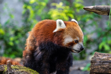 Fototapeta premium The red panda, Ailurus fulgens, also called the lesser panda.