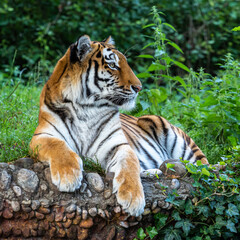 The Siberian tiger,Panthera tigris altaica in a park - obrazy, fototapety, plakaty