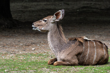 The common eland, Taurotragus oryx is a savannah antelope