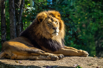 The lion, Panthera leo is one of the four big cats in the genus Panthera