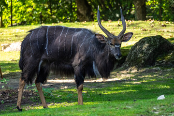 Nyala Antelope - Tragelaphus angasii. Wild life animal.