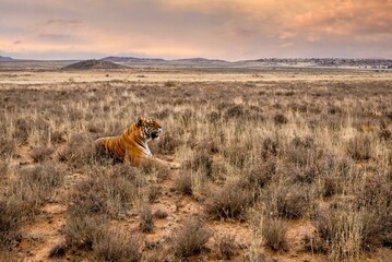 Wide angle view of a solitary male tiger sniffing the air for scents while he lies in the dry grass in a beautiful sweeping landscape.