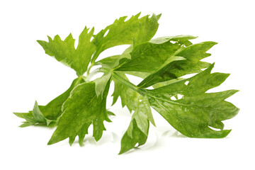 Celery leaves isolated on white background