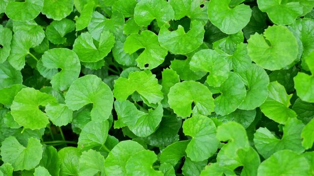 close up Gotu kola (Centella asiatica) leaves