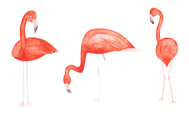 Set of 3 watercolor flamingos isolated on a white background. Hand-drawn pink tropical birds clipart. Cute illustration of exotic animals. Colorful flamingos print. Beautiful girl's decor.