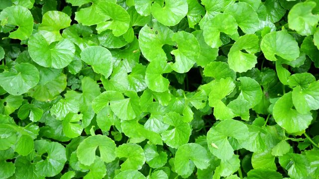close up Gotu kola (Centella asiatica) leaves