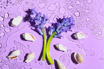 Beautiful hyacinth flowers and seashells on color background with water drops