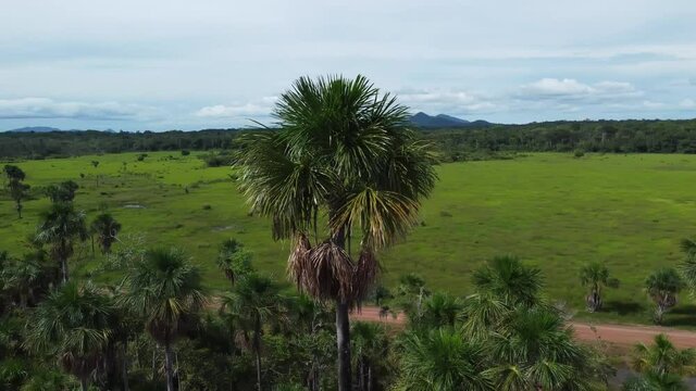 Aerial view of native Buriti palm in the middle of the Amazon rainforest. Buritizal. 4K.
