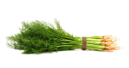 Fennel bunch on white background