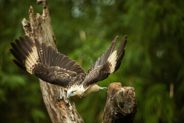 a pygmy bird flying through the forest