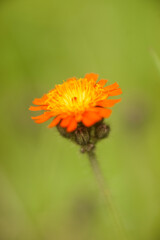 Orange Agoseris Flower with Selective Focus