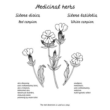 Line art illustration of hand drawn medicinal herb campion flower with information about health benefits text. Isolated on white background.
