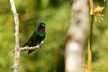 A small hummingbird standing on a tree branch looking to the horizon