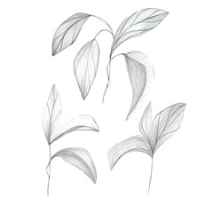 Leaves in pencil, tropical plants. hand drawing in pencil. Botanical flower, leaves, floral pattern for textile decor and design, botanical color illustrations. stock graphics 