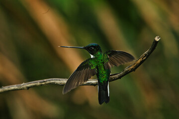 A small hummingbird standing on a tree branch looking to the horizon