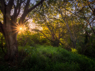Golden Afternoon Light with Sunstar and Backlit Trees