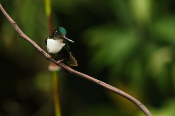 A small hummingbird standing on a tree branch looking to the horizon