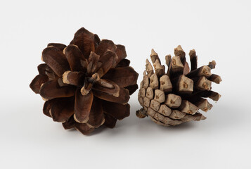 Brown pine cone on white background. Pine cones white background