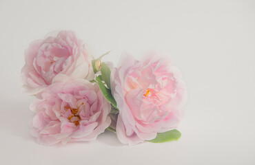 Delicate beautiful pink roses on a light background.