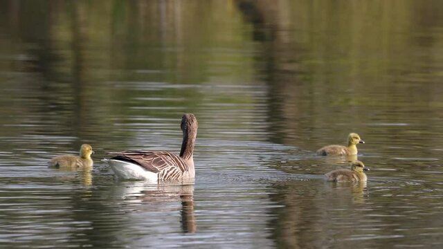 Family of greylag geese with small babies. The greylag goose, Anser anser is a large goose species of the waterfowl family Anatidae