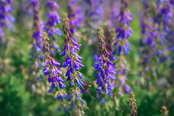 Bright tall blue flowers in a forest glade. Summer wildflowers at their peak. Selective focus and light refining. Slender fragile flowers close-up. Russia (Ural) 