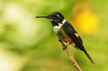 A beautiful hummingbird perched on a tree branch eating