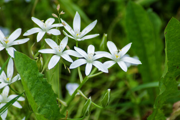 lily of the valley in spring