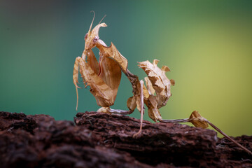 Idolomantis Diabolica on the branch