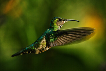 A hummingbird flies free and the majestic wings are seen in all their expression © JuanGaviria