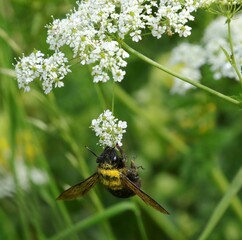 bee that sucks the nectar is the pollen of the flower and facilitates the pollination of other...