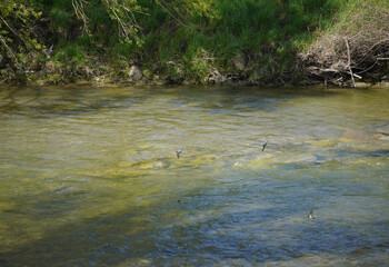 Schönes Bruckmühl: Schwalben an der Mangfall