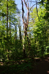 Obraz premium Landschaft im Frühling am Riemeisterfenn im Grunewald, Zehlendorf, Berlin