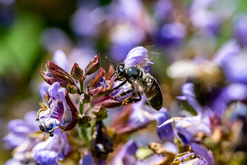 Garten, Pflanzen, Insekten, Spinnen, Tiere, Käfer, Schnecken