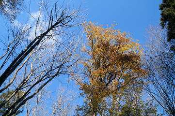 Obraz premium 冬 12月の.広葉樹と青い空