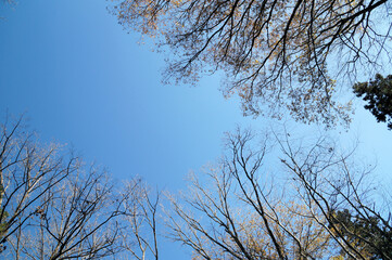 冬　12月の.広葉樹と青い空